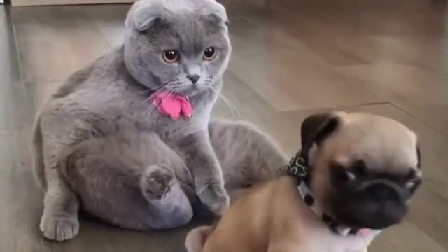 He’s right behind me, isn’t he? 😳 Tag someone who loves animals!👇