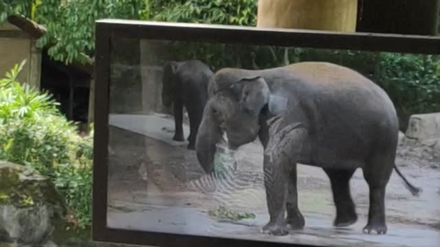 Elephant finding food