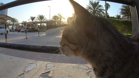 MICHAEL JACKSON - Homeless cat in Ras Al Khaimah, UAE #cat #cats #MichaelJackson #emirates #ae #UAE