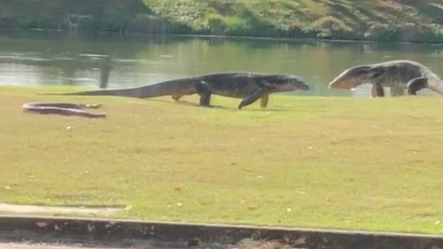 Standoff Between Monitor Lizard and Python