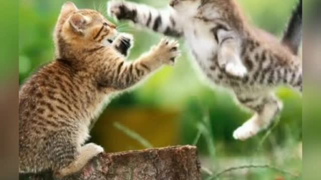 The smartest cats in the world 2021