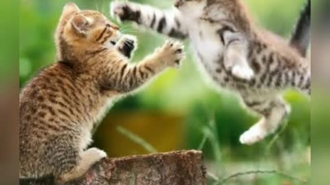 The smartest cats in the world 2021
