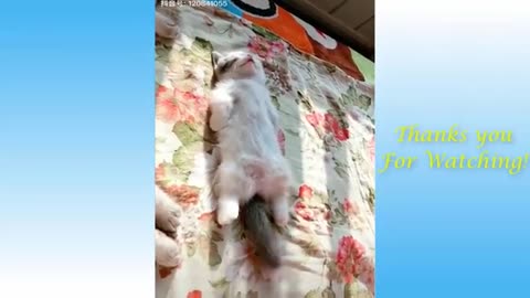 pets are super cute and radical