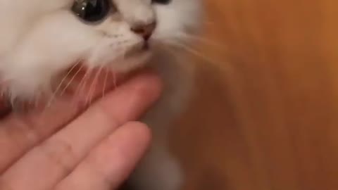 Smart cats