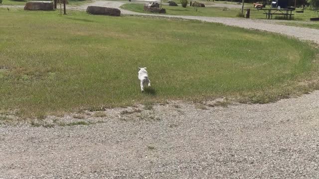 Schnauzers Run to Mama!