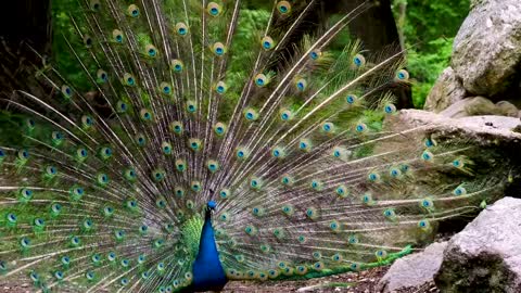 Peacock Dance