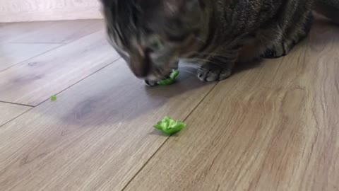 Cats Eating Vegetables and Fruits #5