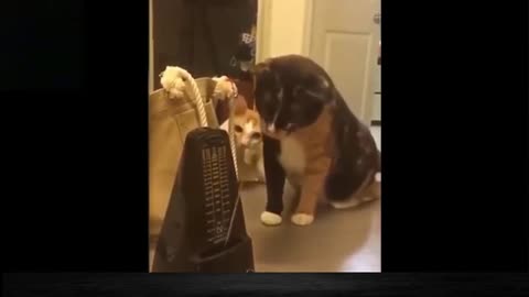 Funny & Nice Pets