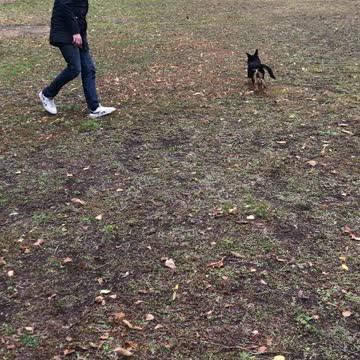 Happy Puppy is play's with his owner