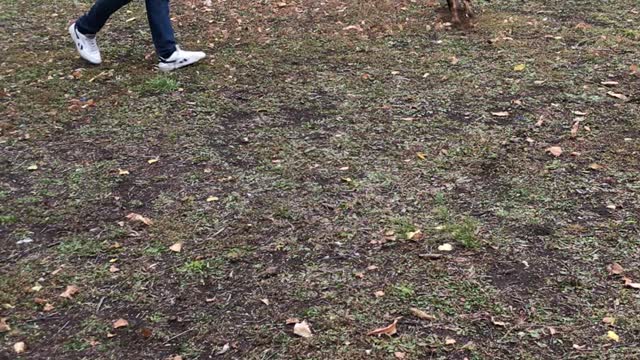 Happy Puppy is play's with his owner