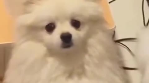 Dog funniest reaction ever #shorts