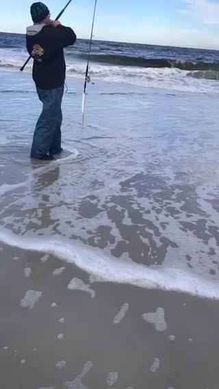Sheephead in the surf
