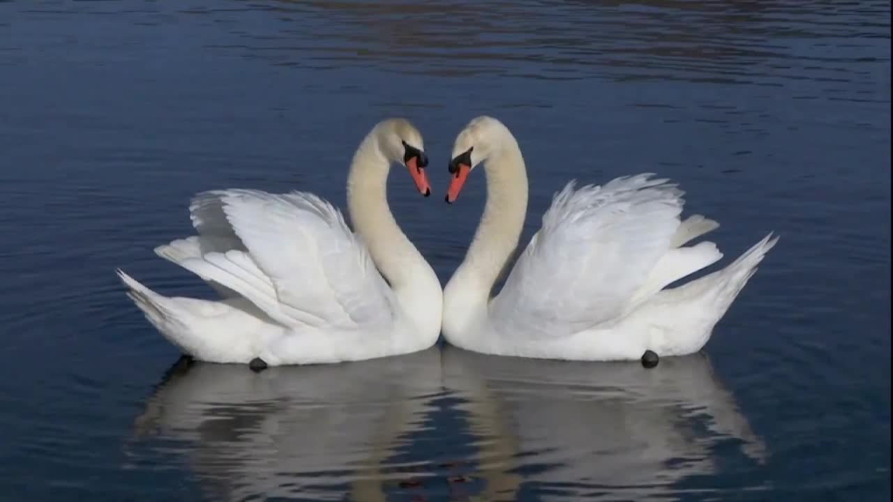 The beauty of the little swan is really beautiful