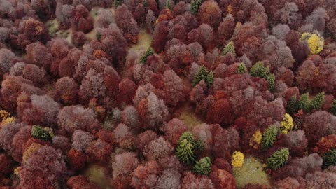 Árboles forestales en otoño🤩