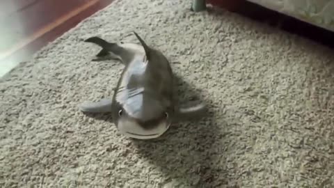 Baby Shark Happy Shark Funny Shark Cute Baby