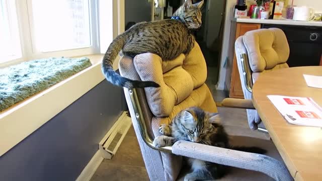 💌​💌​ a kitten or better two kittens?