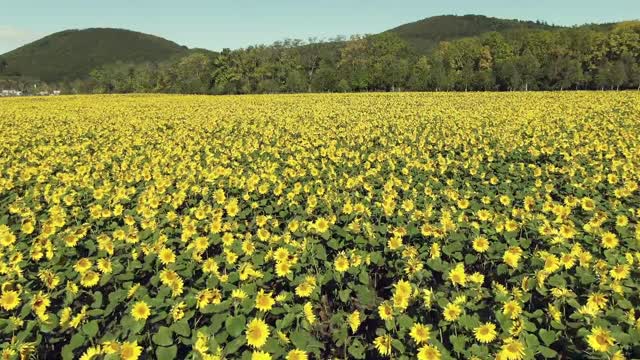 sunflowers are very beautiful