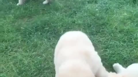 cute puppies