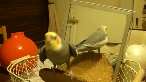 Funny Crazy Parrots