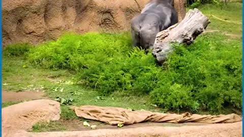 Two wild and strong silverback gorillas started chasing each other which probably looked a territori