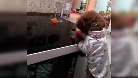 Baby 🐕 funny