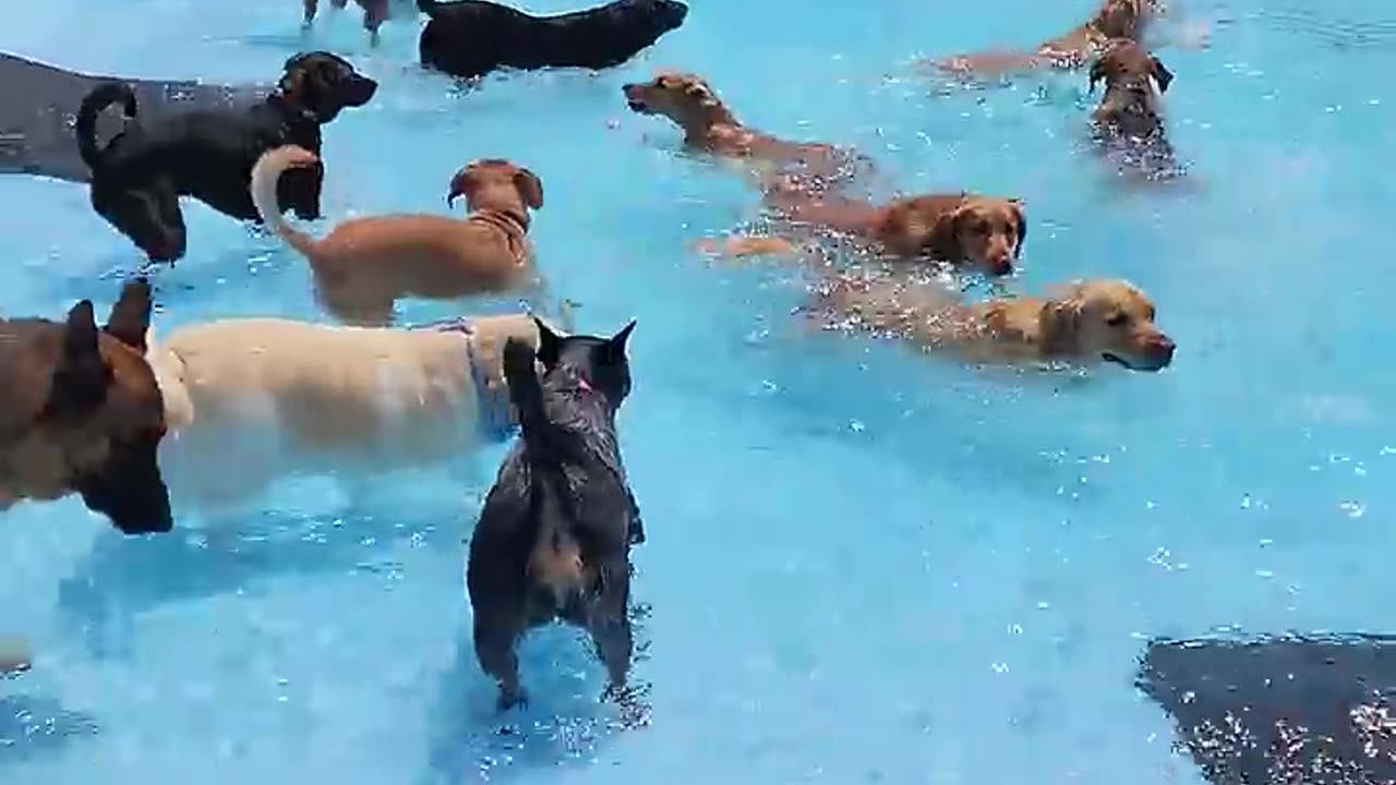 Dogs swimming time