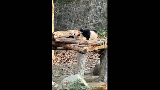 Baby panda, get up and have breakfast!