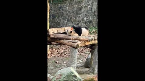 Baby panda, get up and have breakfast!