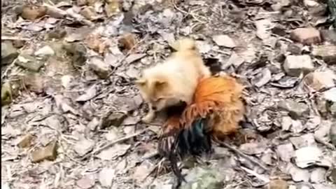 Dog VS Chicken Fight Funny Dog Fight Video 5