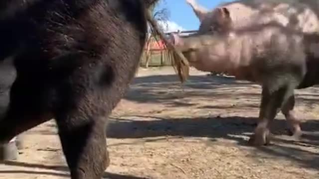 Rescued pigs enjoy their ration of fruits and vegetables