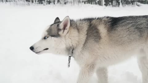 Husky dog is the best comedian 😄🤣 Funny Husky Dogs Video Compilation