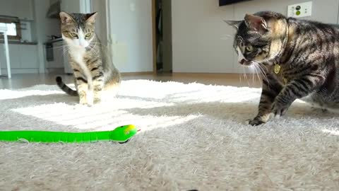 Funny reaction of cats who saw a plastic snake