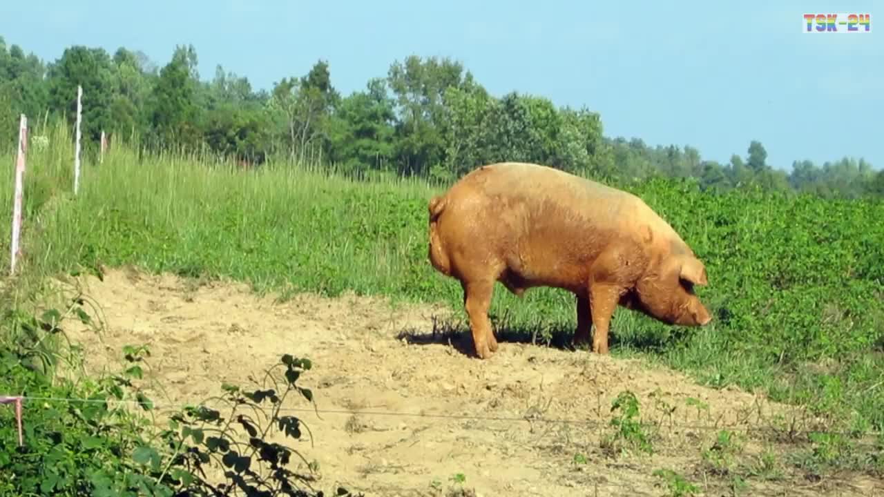 WOW! Amazing Biggest Pig in The World - New Agriculture Technologies for pig lovers