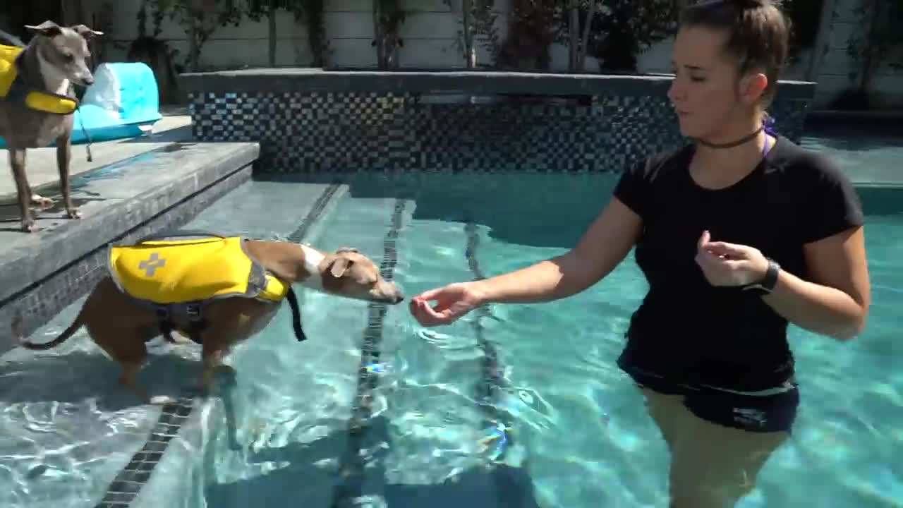 teaching my dog how to swim in the pool