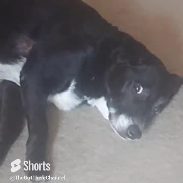 #dog not well today 6 Dec 2023