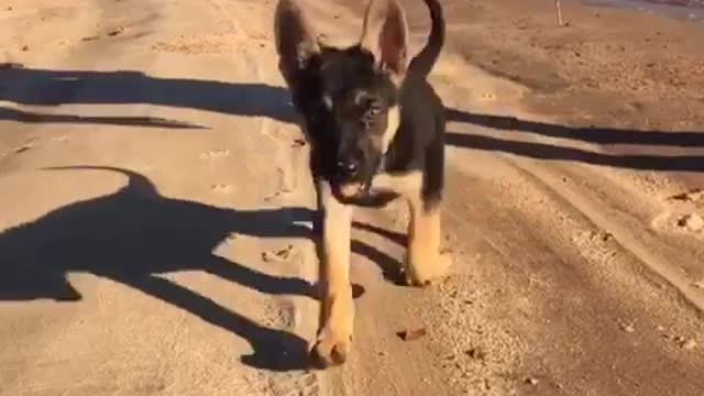 Slowmo german shepherd puppy runs on beach