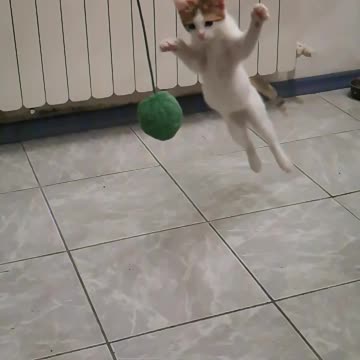 Slow motion kitten jump