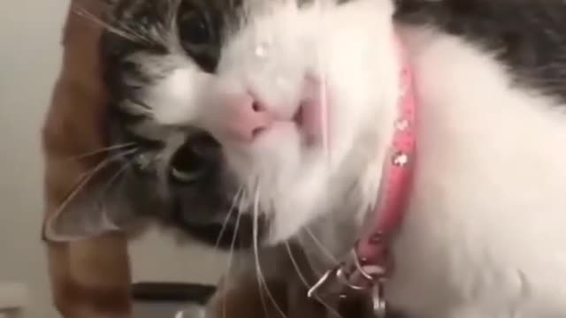#cute baby cat