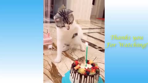 Funny and Cute Cat,Cats are really fun animals