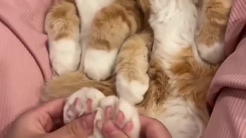 Cute And Funny Cats 😍😍😅😅 #viral #shorts #reels #cat #cats #pets #catsshare