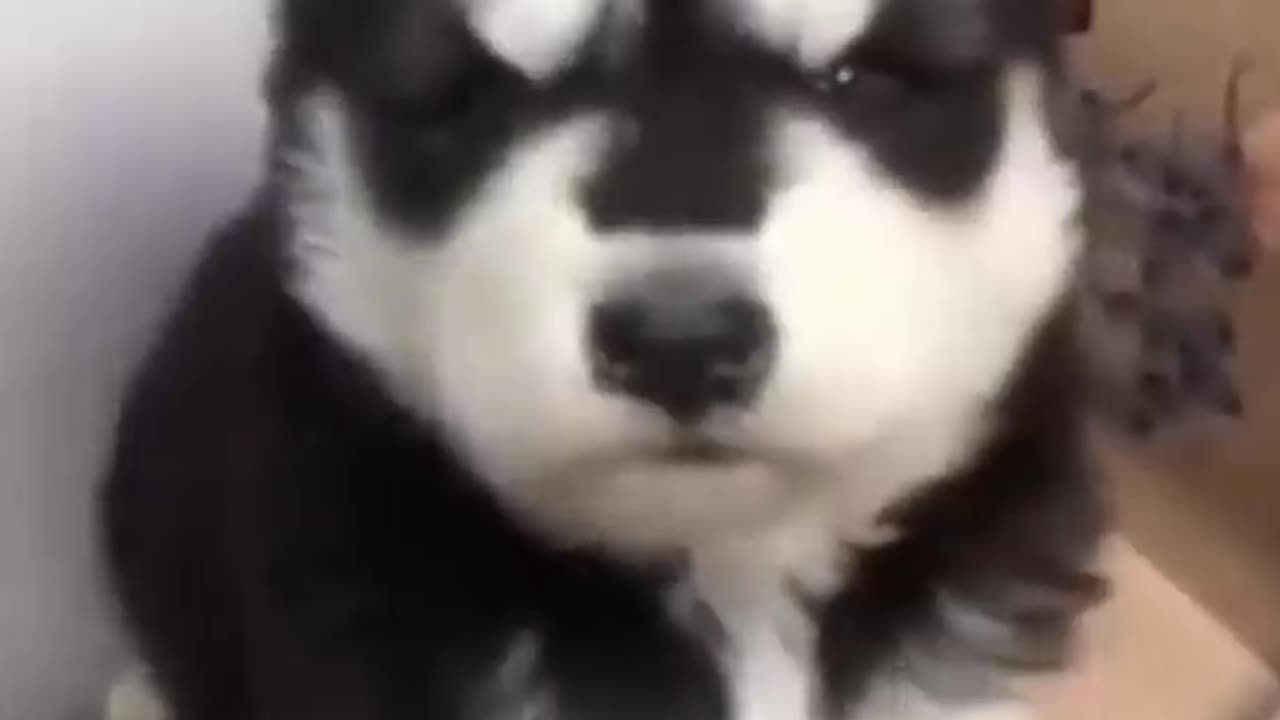 Baby husky howling