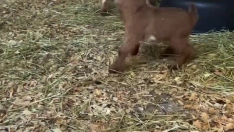 What’s Making This Baby Goat So Happy in the Yard?! 🐐🎉