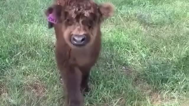 🤩 A peludinha mais fofa que vai ver na sua telinha 🐮🐮