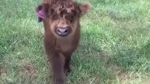 🤩 A peludinha mais fofa que vai ver na sua telinha 🐮🐮