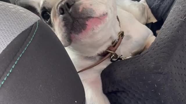 Road trips with this guy are so fun