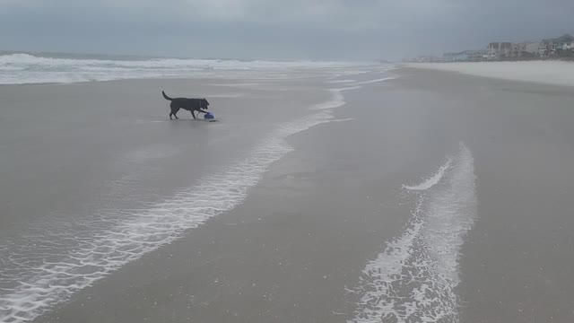 Fido on a Windy Day