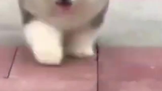 Funny Animal Compilation | Cute Animals Doing Funny Things