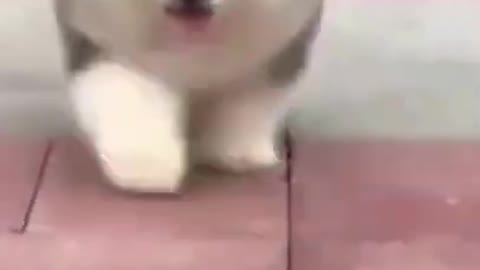 Funny Animal Compilation | Cute Animals Doing Funny Things