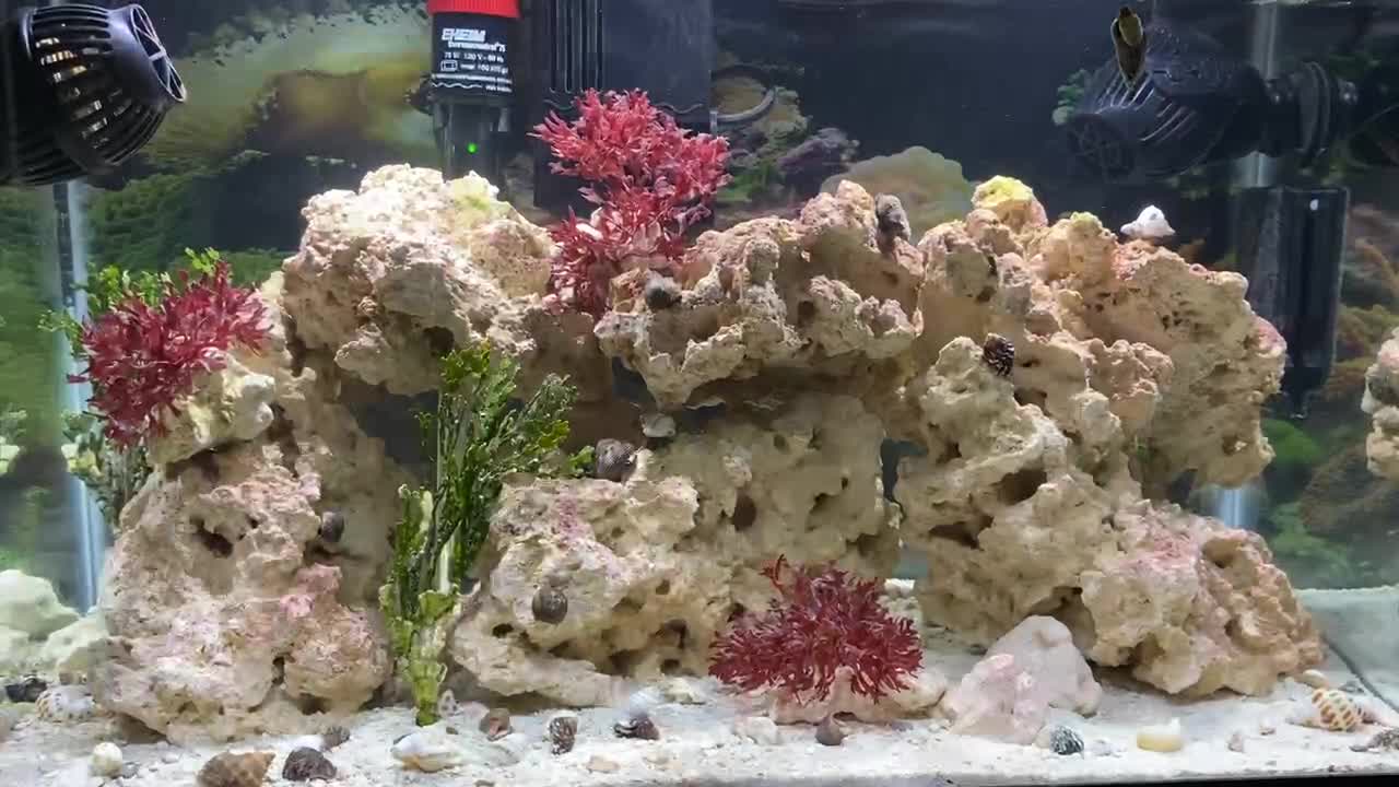 Six weeks in - cycling dry rock saltwater tank