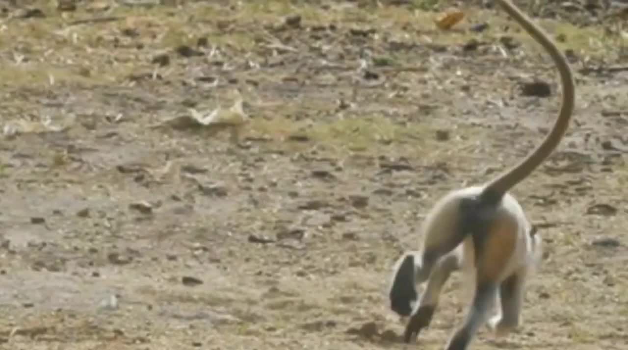 funniest monkey video cute monkey 🐵